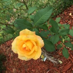 Meet your Posher, Mary